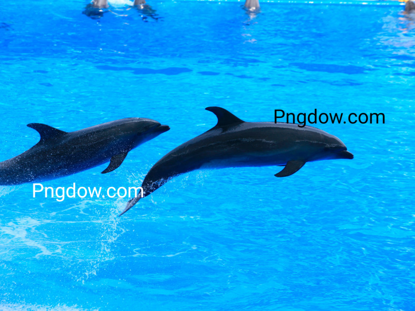 Dolphin image, Dolphin Free images, (1)