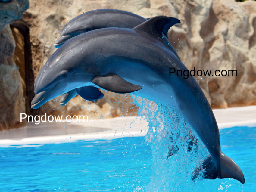 Dolphin image, Dolphin Free images, (2)