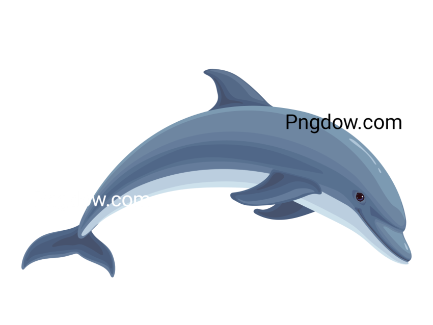 Dolphin Png image with transparent background for free, Dolphin, (18)
