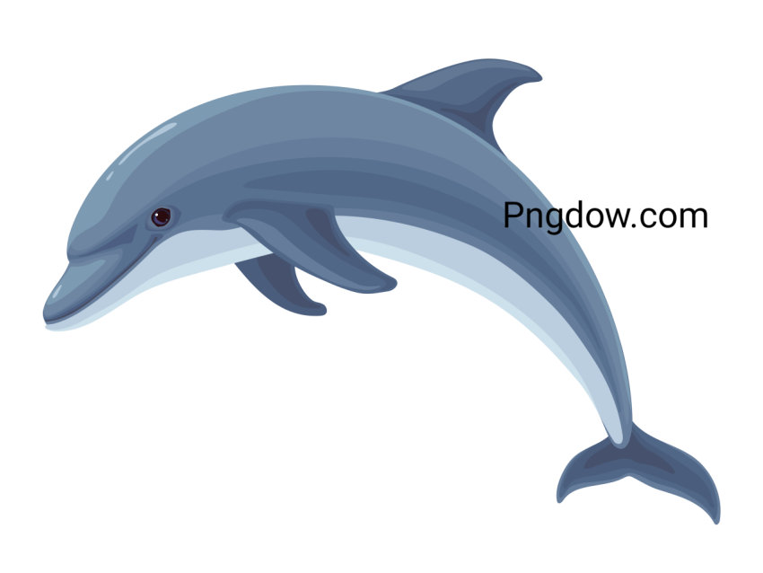 Dolphin Png image with transparent background for free, Dolphin, (19)