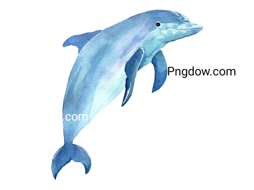 Dolphin Png image with transparent background for free, Dolphin, (30)