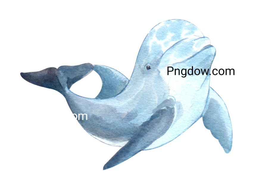 Dolphin Png image with transparent background for free, Dolphin, (29)