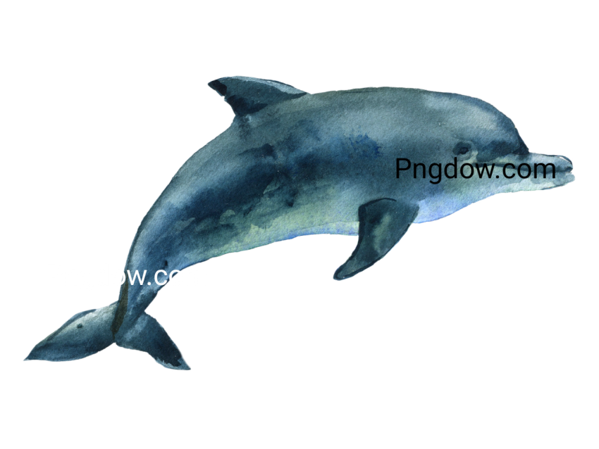 Dolphin Png image with transparent background for free, Dolphin, (32)