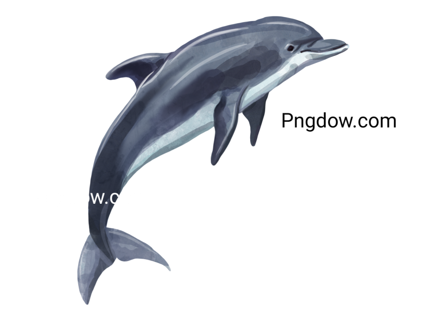 Dolphin Png image with transparent background for free, Dolphin, (22)