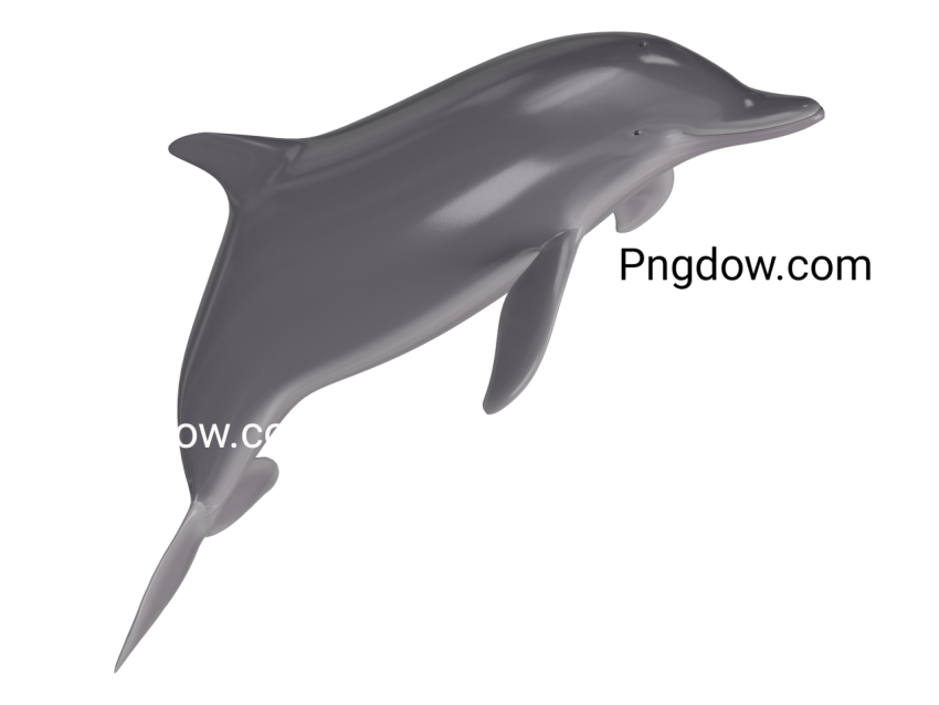 Dolphin Png image with transparent background for free, Dolphin, (6)
