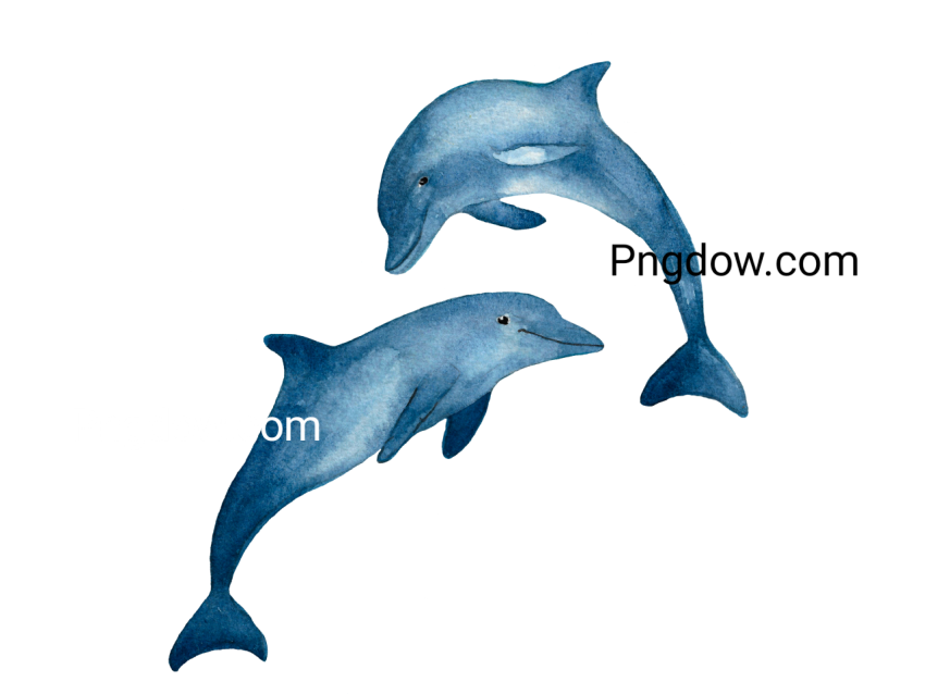 Dolphin Png image with transparent background for free, Dolphin, (25)