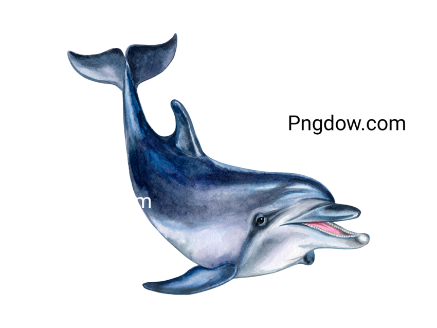 Dolphin Png image with transparent background for free, Dolphin, (12)