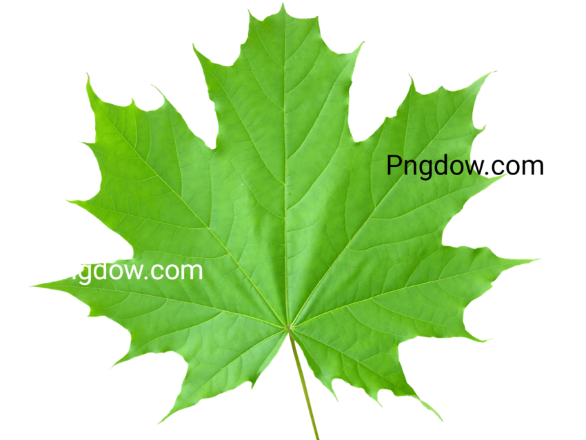 Download High Quality Free Green Leaf PNG Image for Your Design Projects
