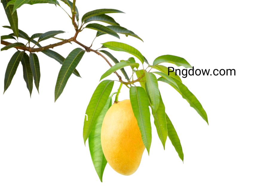 mango png transparent background images for free