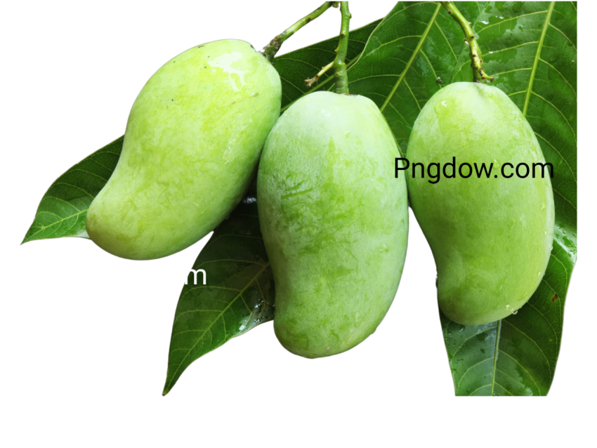 mango tree green png