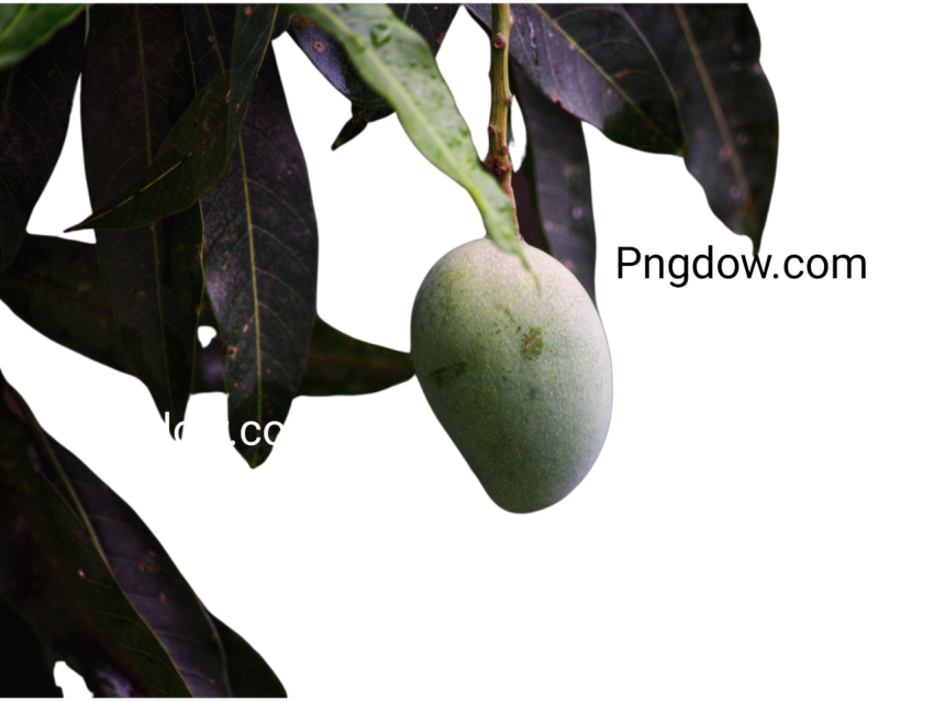 mango tree green branch