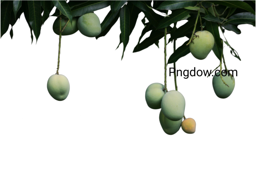 tree branch mango png