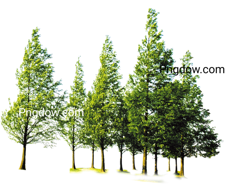 Free Forest PNG images