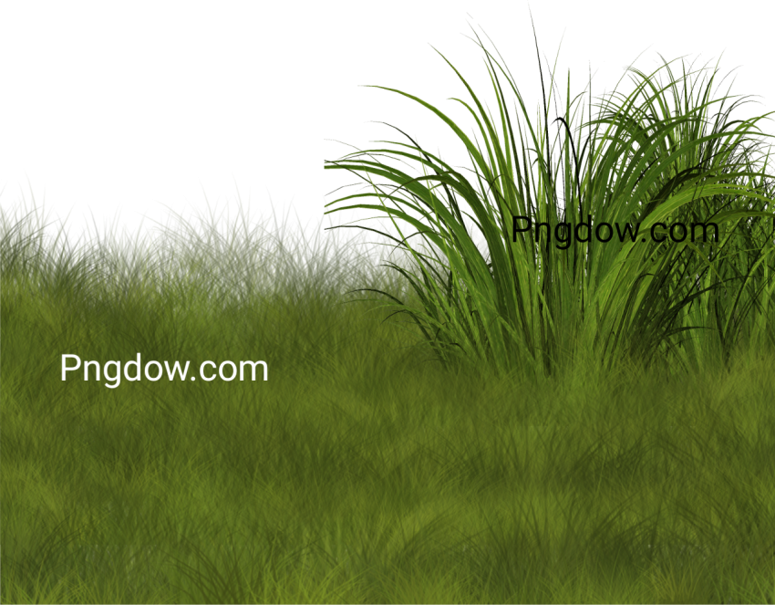 Stunning Grass PNG Image with Transparent Background for Versatile Use