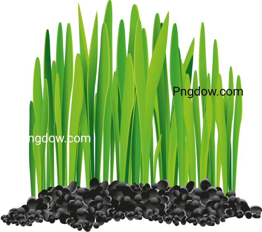 Grass vector PNG