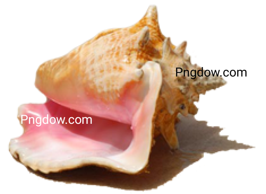 Download Stunning Conch PNG Images for Free   High Quality and Royalty Free (13)