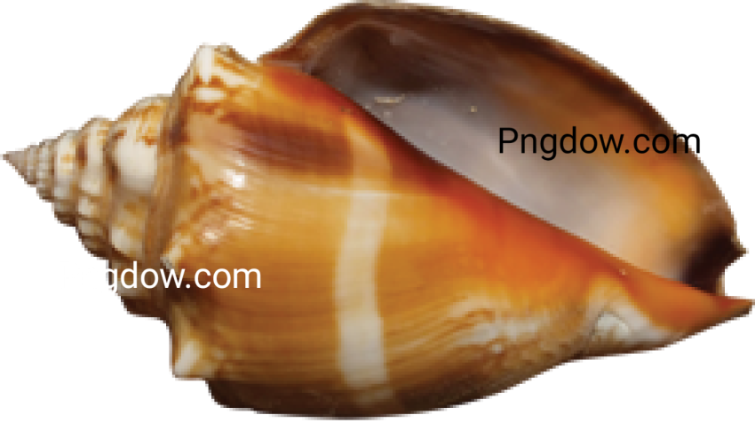 Download Stunning Conch PNG Images for Free   High Quality and Royalty Free (12)