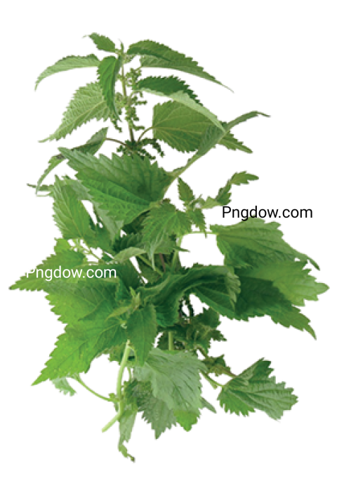 Nettle PNG image