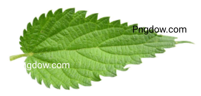 High resolution Nettle PNG for free