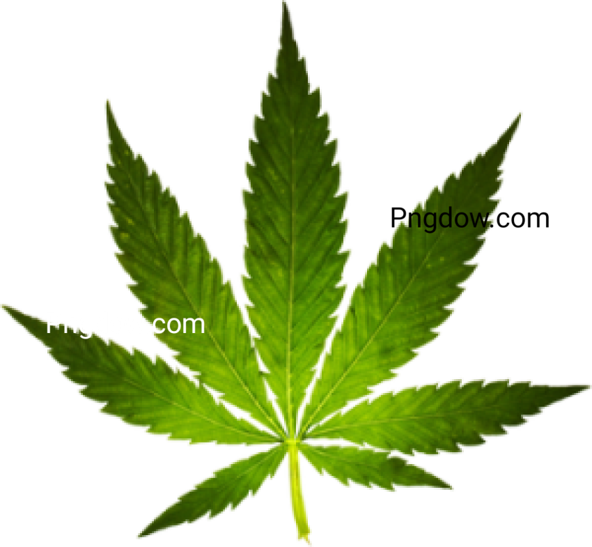 Free Cannabis PNG Images with Transparent Background   High Quality Downloads
