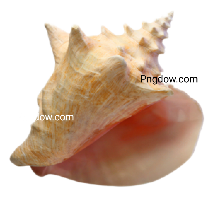Download Stunning Conch PNG Images for Free   High Quality and Royalty Free (14)