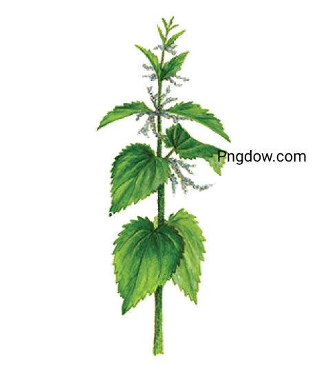 Nettle PNG transparent background free