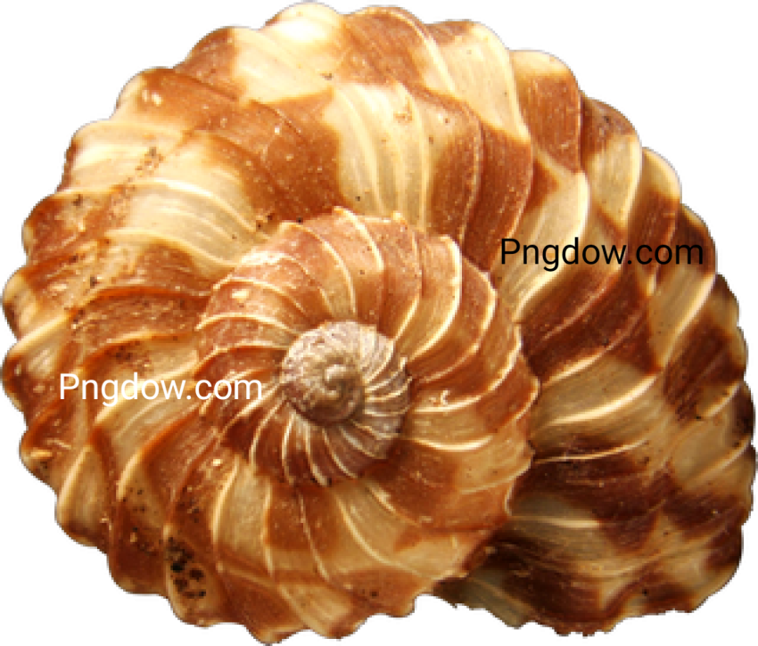 Download Stunning Conch PNG Images for Free   High Quality and Royalty Free (15)