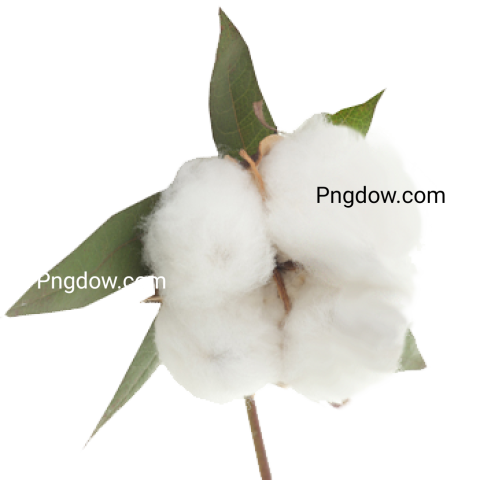 Cotton PNG for free images download (5)