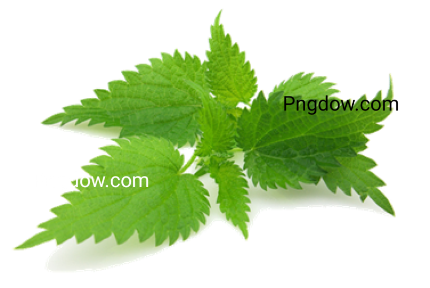 High resolution Nettle PNG images