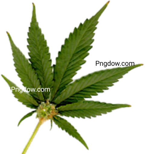 Access a Collection of Free Cannabis PNG Transparent Images