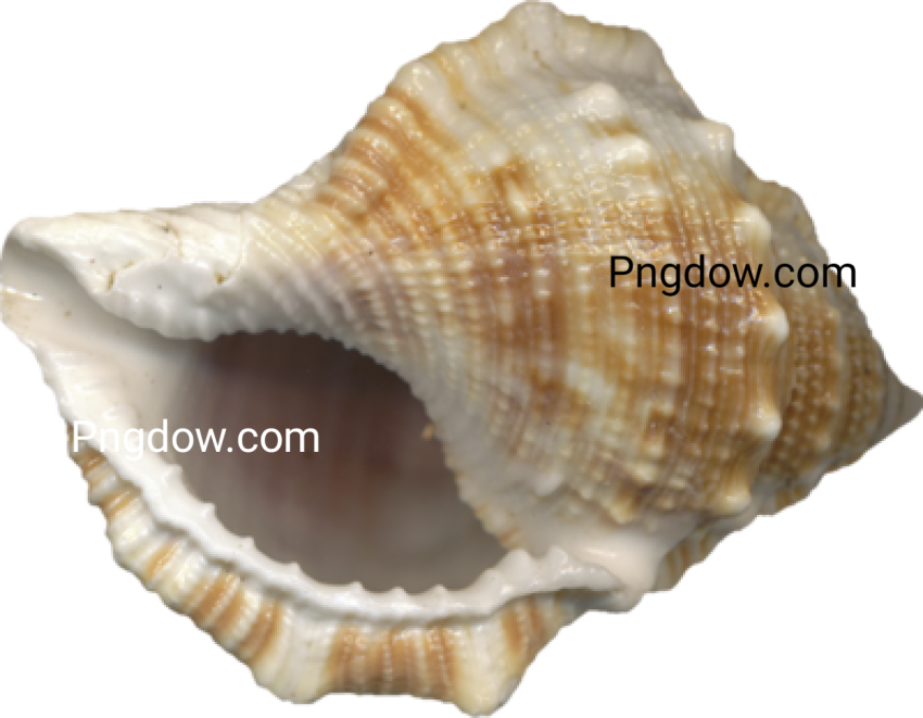 Download Stunning Conch PNG Images for Free   High Quality and Royalty Free (17)