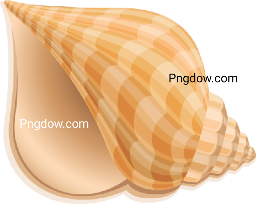 Download Stunning Conch PNG Images for Free   High Quality and Royalty Free (8)