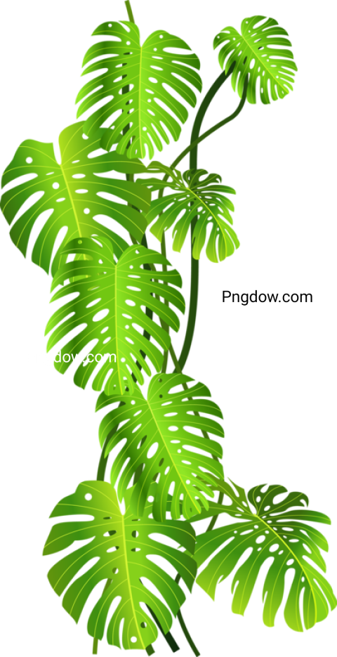 Free Jungle PNG images