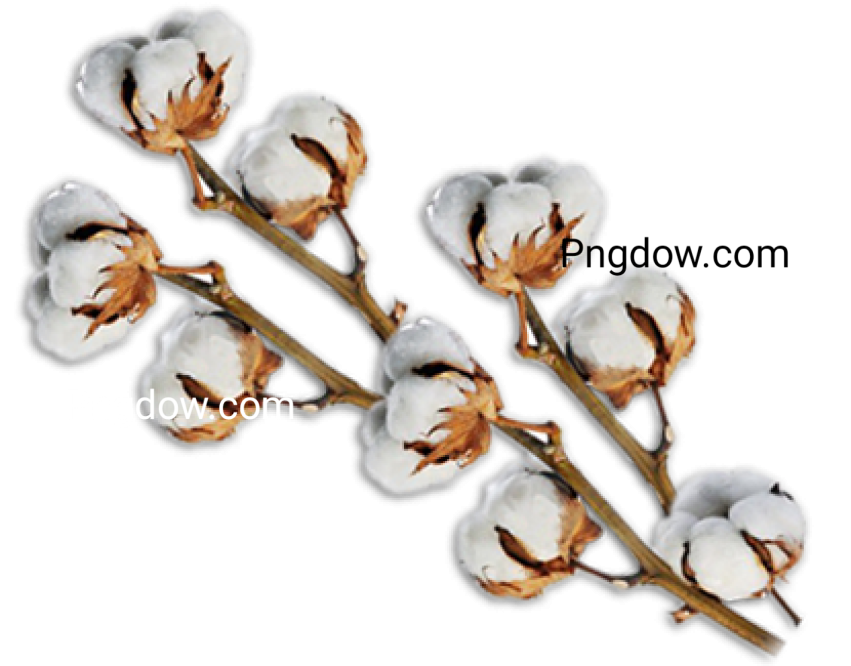 Cotton PNG for free images download (2)