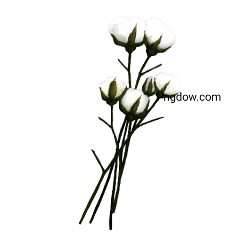 Cotton PNG for free images download (7)