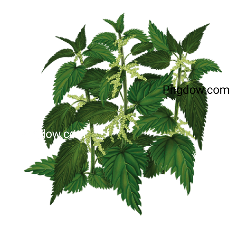 Nettle clipart PNG