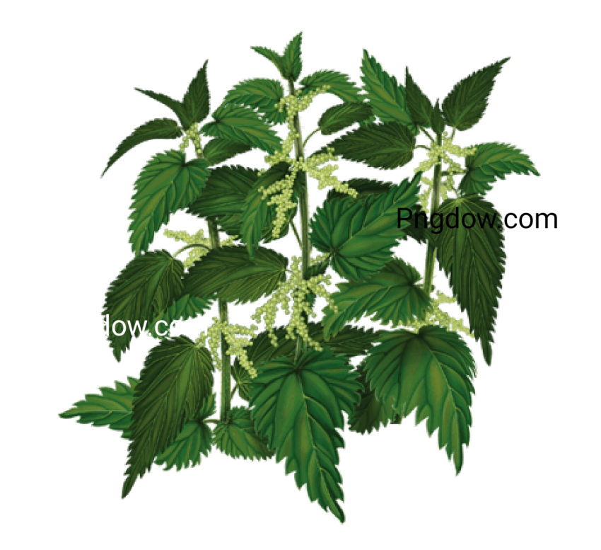 Nettle clipart PNG - Photo #16756 - Pngdow - Free and Premium Stock Photos