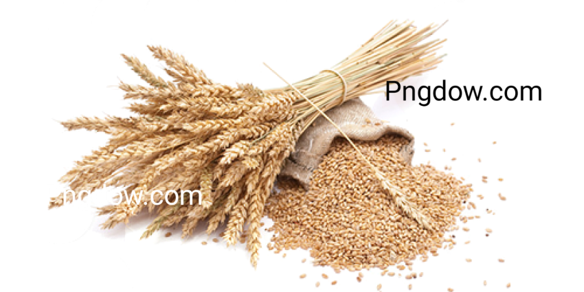 Pngimg com   wheat PNG93