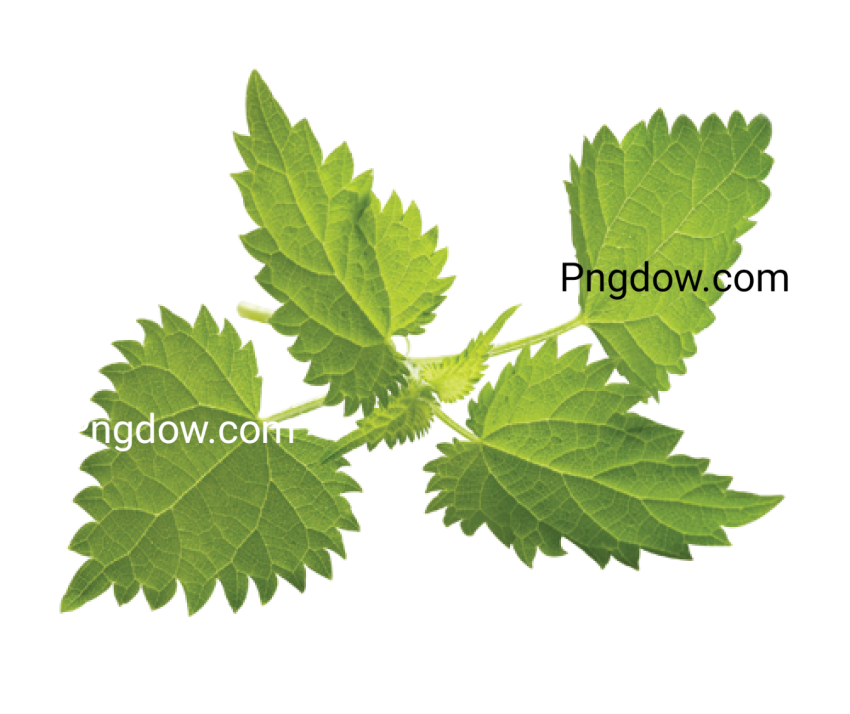 Nettle  PNG image for free downloads