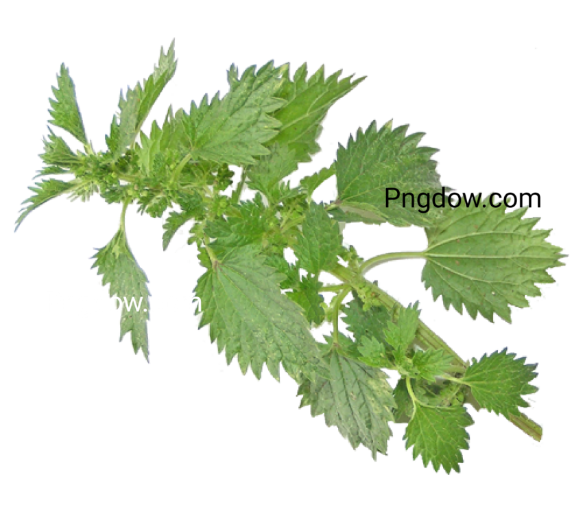 High resolution Nettle PNG free