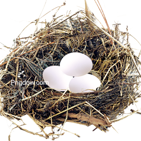 Download Nest PNG for free download
