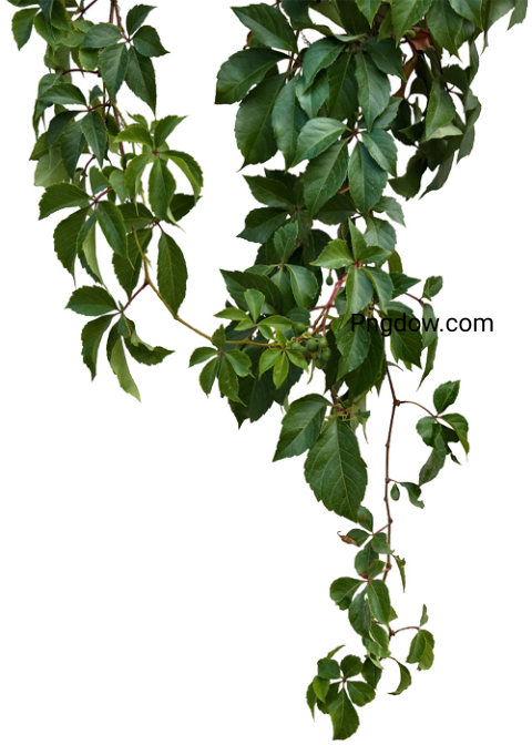 Free Transparent Green Leaf PNG Image   Download Now