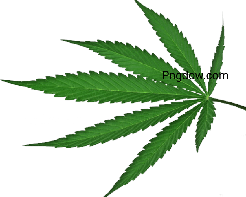 Discover Stunning and Free Cannabis PNG Transparent Images
