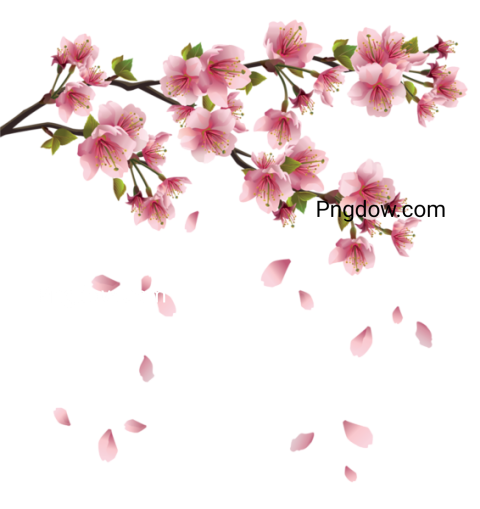 Sakura vector PNG