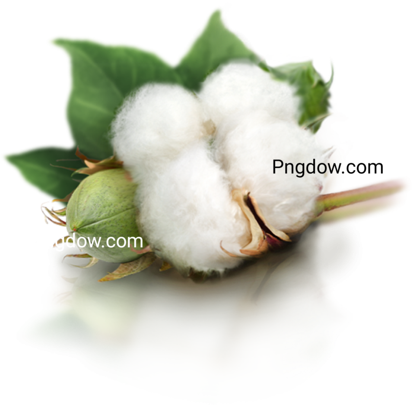 Cotton PNG for free images download (4)