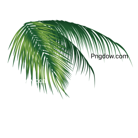 Download Free Green Leaf PNG Image with Transparent Background