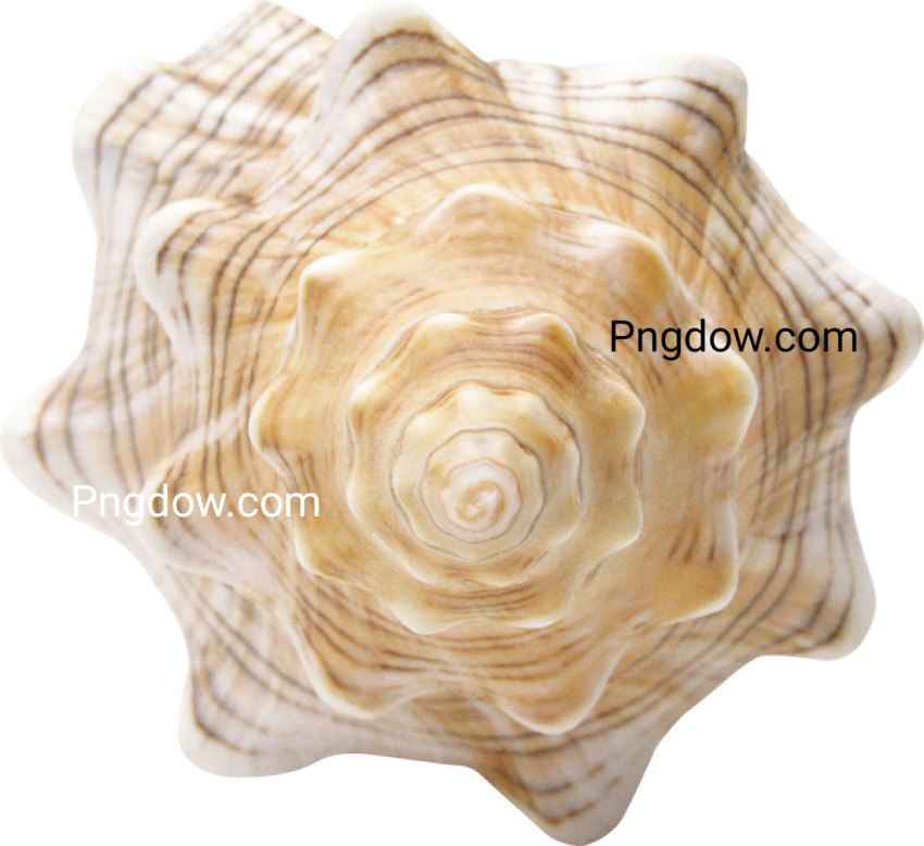 Download Stunning Conch PNG Images for Free   High Quality and Royalty Free (10)