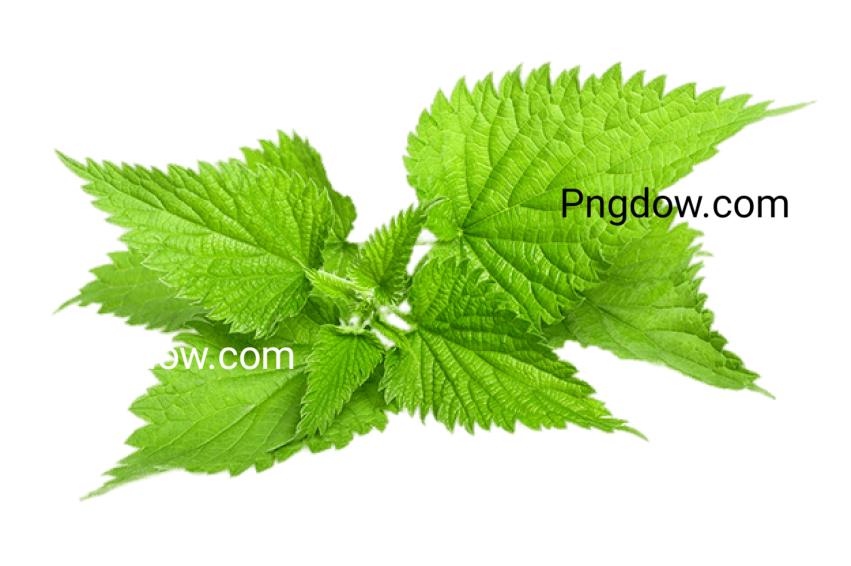 High resolution Nettle PNG