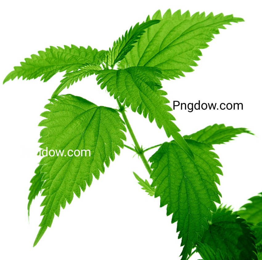 Nettle Png transparent images for free
