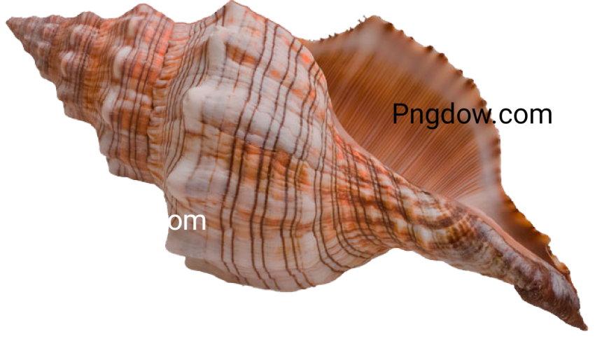 Download Stunning Conch PNG Images for Free   High Quality and Royalty Free (7)